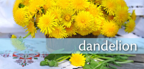All About Dandelion: Recipes, Harvesting Tips and More